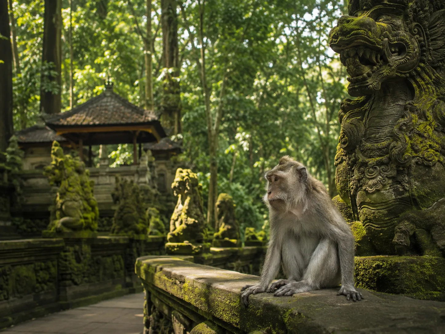 Forest and temple setting at the Sacred Monkey Forest in Ubud